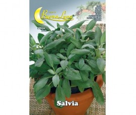 Seminte Salvia